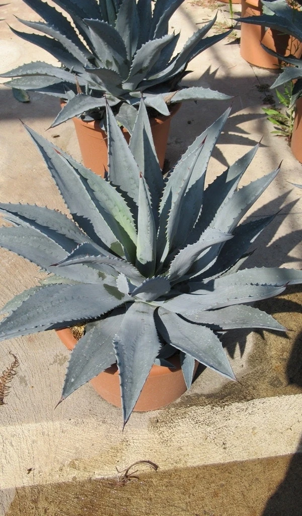 Winterharde Agave (Agave Montana) 2 Winterharde Agave (Agave Montana) - Afbeelding 2