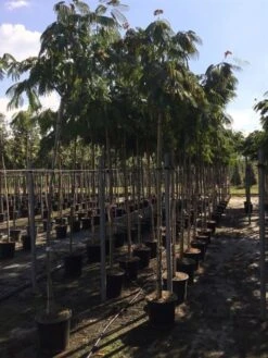 Perzische Slaapboom Op Stam (Albizia Julibrissin 'Ombrella' ) -Green Roots Exporteren Winkel albizia 10 12