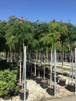 Perzische Slaapboom Op Stam (Albizia Julibrissin 'Ombrella' ) -Green Roots Exporteren Winkel albizia jul. ombrella 10 12