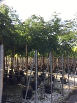 Perzische Slaapboom Op Stam (Albizia Julibrissin 'Ombrella' ) -Green Roots Exporteren Winkel albizia jul. ombrella 14 16