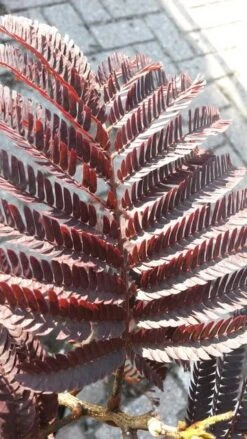 Perzische Slaapboom Als Boom (Albizia Julibrissin 'Summer Chocolate') -Green Roots Exporteren Winkel albizia jul. summer chocolate 3 1