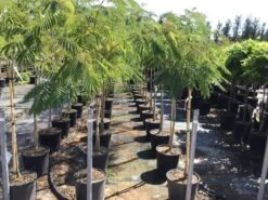 Perzische Slaapboom Op Stam (Albizia Julibrissin 'Ombrella' ) -Green Roots Exporteren Winkel albizia julibrissin 8 10 halfstam
