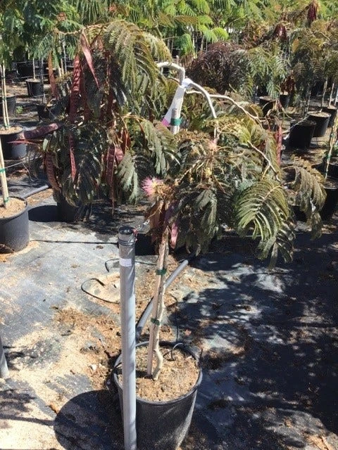 Perzische Slaapboom Als Halfstam (Albizia 'Chocolate Fountain') 2 Perzische Slaapboom Als Halfstam (Albizia 'Chocolate Fountain') - Afbeelding 2