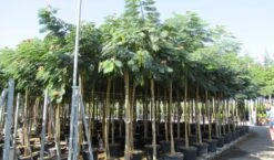 Perzische Slaapboom Op Stam (Albizia Julibrissin 'Ombrella' ) -Green Roots Exporteren Winkel albizia julibrissin ombrella 10 12