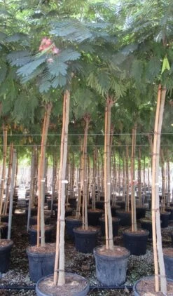 Perzische Slaapboom Op Stam (Albizia Julibrissin 'Ombrella' ) -Green Roots Exporteren Winkel albizia julibrissin ombrella 10 12 1