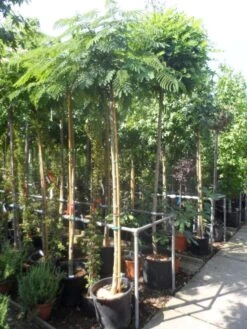 Perzische Slaapboom Op Stam (Albizia Julibrissin 'Ombrella' ) -Green Roots Exporteren Winkel albizia julibrissin ombrella 10 12ho cont