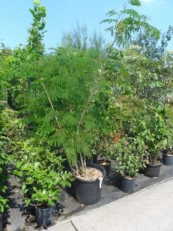 Perzische Slaapboom Op Stam (Albizia Julibrissin 'Ombrella' ) -Green Roots Exporteren Winkel albizia julibrissin ombrella 150 200 250 c50 70