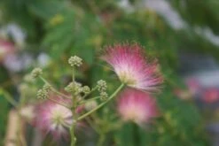 Perzische Slaapboom (Albizia Julibrissin 'Ombrella') -Green Roots Exporteren Winkel albizia julibrissin ombrella 1