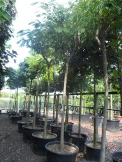 Perzische Slaapboom Op Stam (Albizia Julibrissin 'Ombrella' ) -Green Roots Exporteren Winkel albizia julibrissin ombrella 20 25ho c285