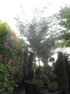 Perzische Slaapboom Op Stam (Albizia Julibrissin 'Ombrella' ) -Green Roots Exporteren Winkel albizia julibrissin ombrella 40 45ho c1000