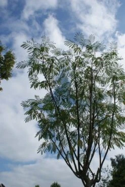Perzische Slaapboom (Albizia Julibrissin 'Ombrella') -Green Roots Exporteren Winkel albizia julibrissin ombrella 5