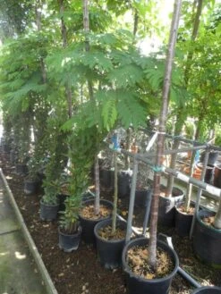 Perzische Slaapboom Op Stam (Albizia Julibrissin 'Ombrella' ) -Green Roots Exporteren Winkel albizia julibrissin ombrella halfstam c20 25