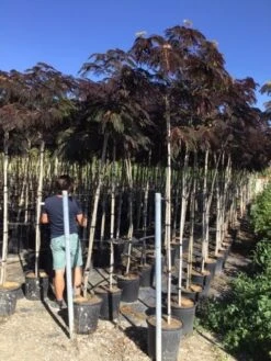 Perzische Slaapboom Als Boom (Albizia Julibrissin 'Summer Chocolate') -Green Roots Exporteren Winkel albizia julibrissin summer chocolate r 8 10 1
