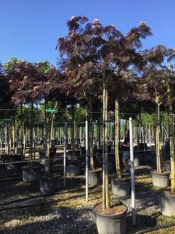 Perzische Slaapboom Als Boom (Albizia Julibrissin 'Summer Chocolate') -Green Roots Exporteren Winkel albizia sumer chocolate 14 16 1