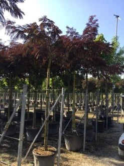 Perzische Slaapboom Als Boom (Albizia Julibrissin 'Summer Chocolate') -Green Roots Exporteren Winkel albizia sumer chocolate 14 16 2