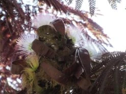 Perzische Slaapboom Als Boom (Albizia Julibrissin 'Summer Chocolate') -Green Roots Exporteren Winkel albizia summer chocolate 1