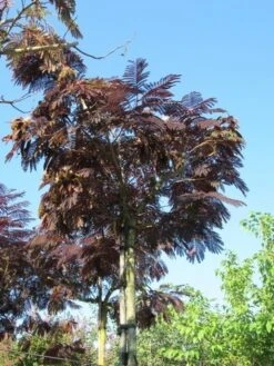 Perzische Slaapboom Als Boom (Albizia Julibrissin 'Summer Chocolate') -Green Roots Exporteren Winkel albizia summer chocolate 2