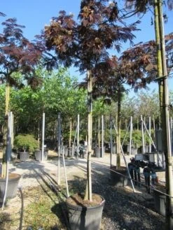 Perzische Slaapboom Als Boom (Albizia Julibrissin 'Summer Chocolate') -Green Roots Exporteren Winkel albizia summer chocolate 3 1