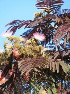 Perzische Slaapboom Als Boom (Albizia Julibrissin 'Summer Chocolate') -Green Roots Exporteren Winkel albizia summer chocolate 4 1