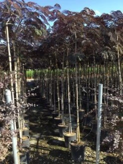 Perzische Slaapboom Als Boom (Albizia Julibrissin 'Summer Chocolate') -Green Roots Exporteren Winkel albizia summer chocolate 6 8
