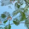 Perzische Slaapboom (Albizia Julibrissin 'Ombrella')