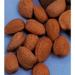 Amandelboom (Prunus Dulcis) -Green Roots Exporteren Winkel amandelboom prunus dulcis robijn prunus dulcis robijn amandel 8f2