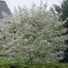 Canadese Krentenboom (Amelanchier Canadensis)