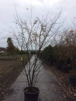 Krentenboom Als Struik (Amelanchier Lamarckii) -Green Roots Exporteren Winkel amelanchier lamarckii