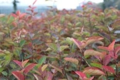 Krentenboom Als Struik (Amelanchier Lamarckii) -Green Roots Exporteren Winkel amelanchier lamarckii 2 1