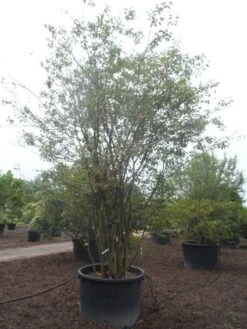 Krentenboom Als Struik (Amelanchier Lamarckii) -Green Roots Exporteren Winkel amelanchier lamarckii 400 500 c750 1
