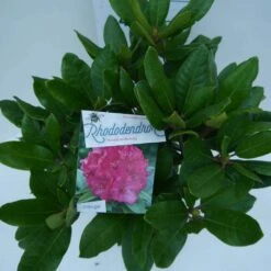 Rhododendron (Rhododendron 'American Beauty') -Green Roots Exporteren Winkel american beauty c5 boven