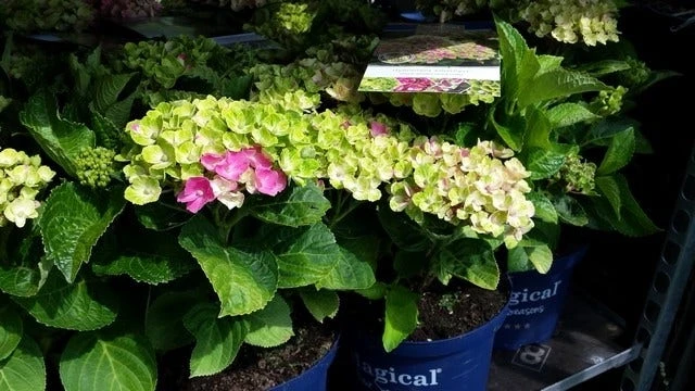 Hortensia (Hydrangea 'Magical Jewel Pink') 2 Hortensia (Hydrangea 'Magical Jewel Pink') - Afbeelding 2