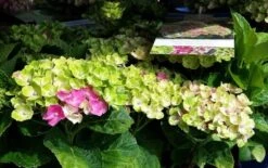 Hortensia (Hydrangea 'Magical Jewel Pink') 5 Hortensia (Hydrangea 'Magical Jewel Pink') -Green Roots Exporteren Winkel amethyst01c 1