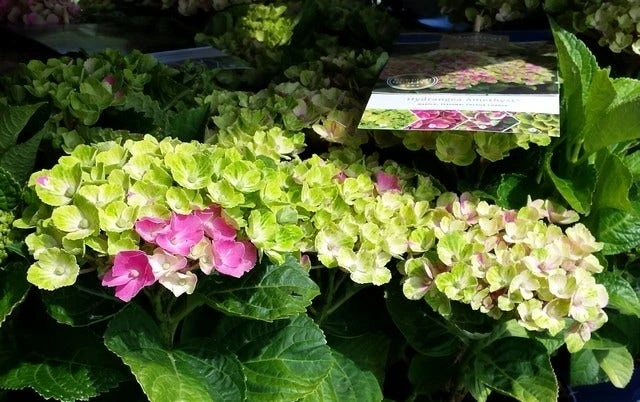 Hortensia (Hydrangea 'Magical Jewel Pink') 3 Hortensia (Hydrangea 'Magical Jewel Pink') - Afbeelding 3