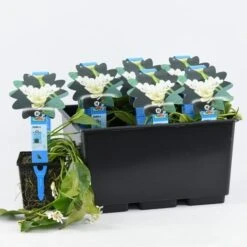 Kaapse Waterlelie (Aponogeton Distachyos) -Green Roots Exporteren Winkel aponogeton distachyos 20180404183940 e 10930