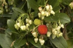 Aardbeiboom (Arbutus Unedo) -Green Roots Exporteren Winkel arbutus unedo 1