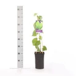 Duitse Pijp (Aristolochia Macropylla) -Green Roots Exporteren Winkel aristolochia durior macrophylla