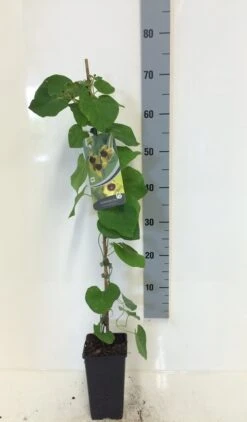 Duitse Pijp (Aristolochia Macropylla) -Green Roots Exporteren Winkel aristolochia macrophylla 80 100 c2