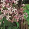 Groenblijvende Clematis (Clematis Armandii 'Hendersonii Rubra')