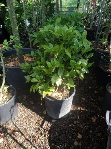 Broodboom (Aucuba Japonica 'Rozannie') 4 Broodboom (Aucuba Japonica 'Rozannie') - Afbeelding 4