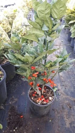 Broodboom (Aucuba Japonica 'Rozannie') 15 Broodboom (Aucuba Japonica 'Rozannie') -Green Roots Exporteren Winkel aucuba rozanne