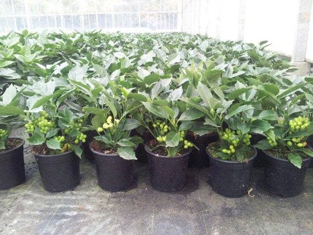 Broodboom (Aucuba Japonica 'Rozannie') 7 Broodboom (Aucuba Japonica 'Rozannie') - Afbeelding 7