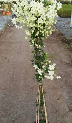 Groenblijvende Clematis (Clematis 'Avalanche') -Green Roots Exporteren Winkel avalanche r 180cm
