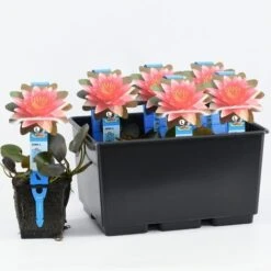 Waterlelie (Nymphaea 'Charles De Meurville')