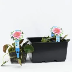 Waterlelie (Nymphaea 'Attraction') 11 Waterlelie (Nymphaea 'Attraction') -Green Roots Exporteren Winkel b 17020 nymphaea attraction 3l. 20180409114708