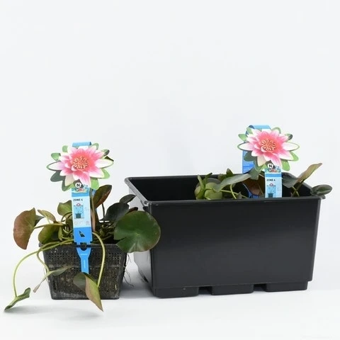 Waterlelie (Nymphaea 'Attraction') 6 Waterlelie (Nymphaea 'Attraction') - Afbeelding 6