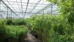 Niet Woekerende Bamboe (Fargesia Murieliae 'Jumbo') -Green Roots Exporteren Winkel bamboe 1