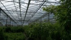 Niet Woekerende Bamboe (Fargesia 'Jiuzhaigou') 26 Niet Woekerende Bamboe (Fargesia 'Jiuzhaigou') -Green Roots Exporteren Winkel bamboe 2