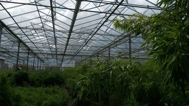 Niet Woekerende Bamboe (Fargesia 'Jiuzhaigou') 10 Niet Woekerende Bamboe (Fargesia 'Jiuzhaigou') - Afbeelding 10