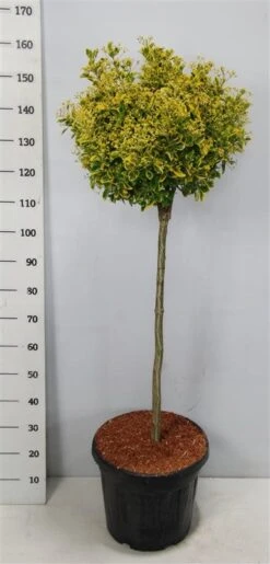 Kardinaalshoed Op Stam (Euonymus Japonicus 'Aureus') -Green Roots Exporteren Winkel bc88a2ba3e99a73a1f95554f396bcc6d 1